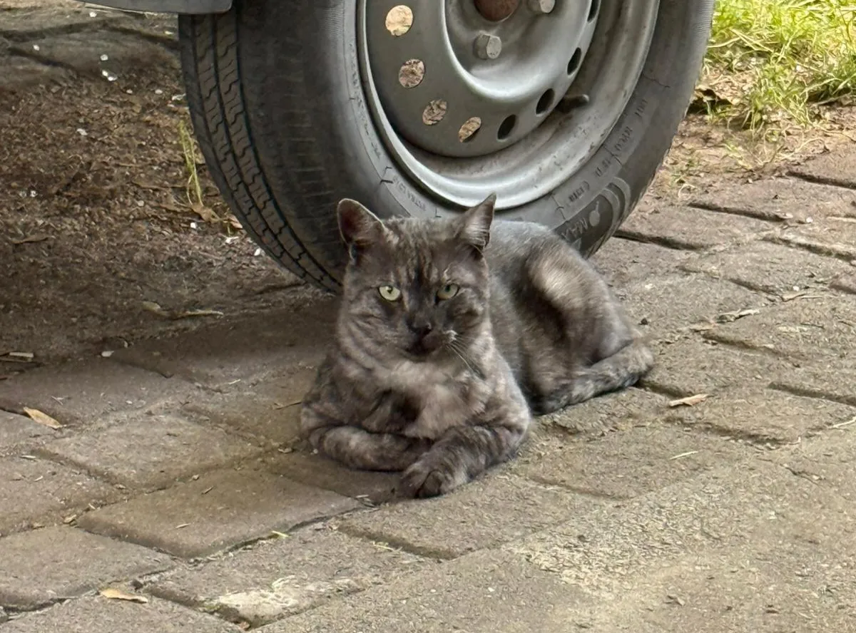 Katze Carter mit aufmerksamem Blick sucht ein neues Zuhause