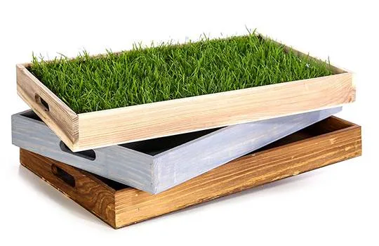 Katze entspannt auf Miau Katzengras in einem Holztablett