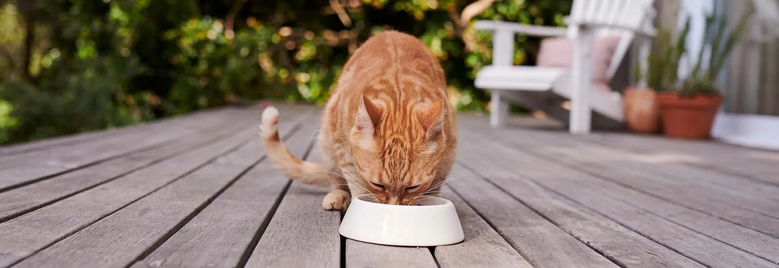 Katze frisst genüsslich aus einem Futternapf
