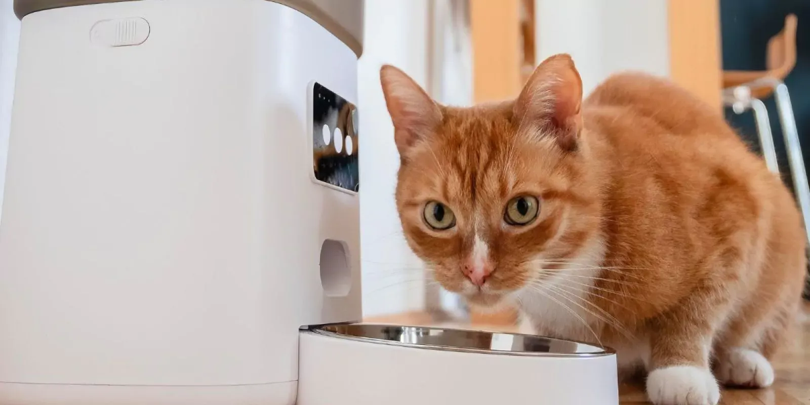 Katze vor einem Futterautomaten