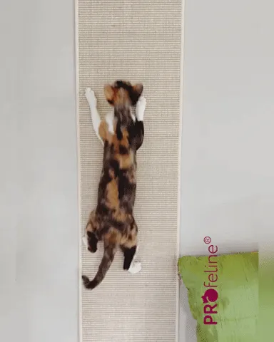 Katzen Wandkletterteppich für aktive Katzen