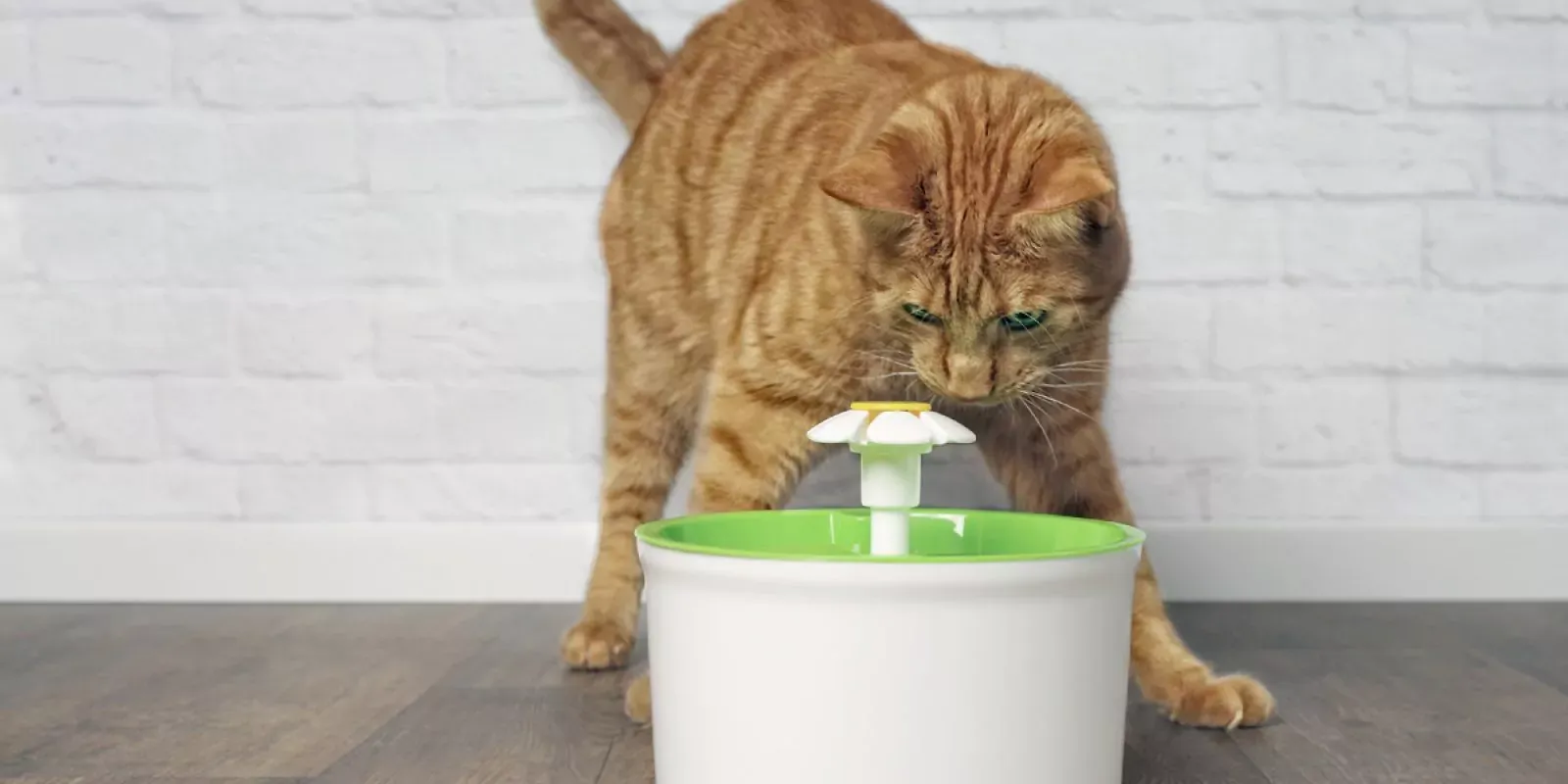 Katzenbrunnen im Test