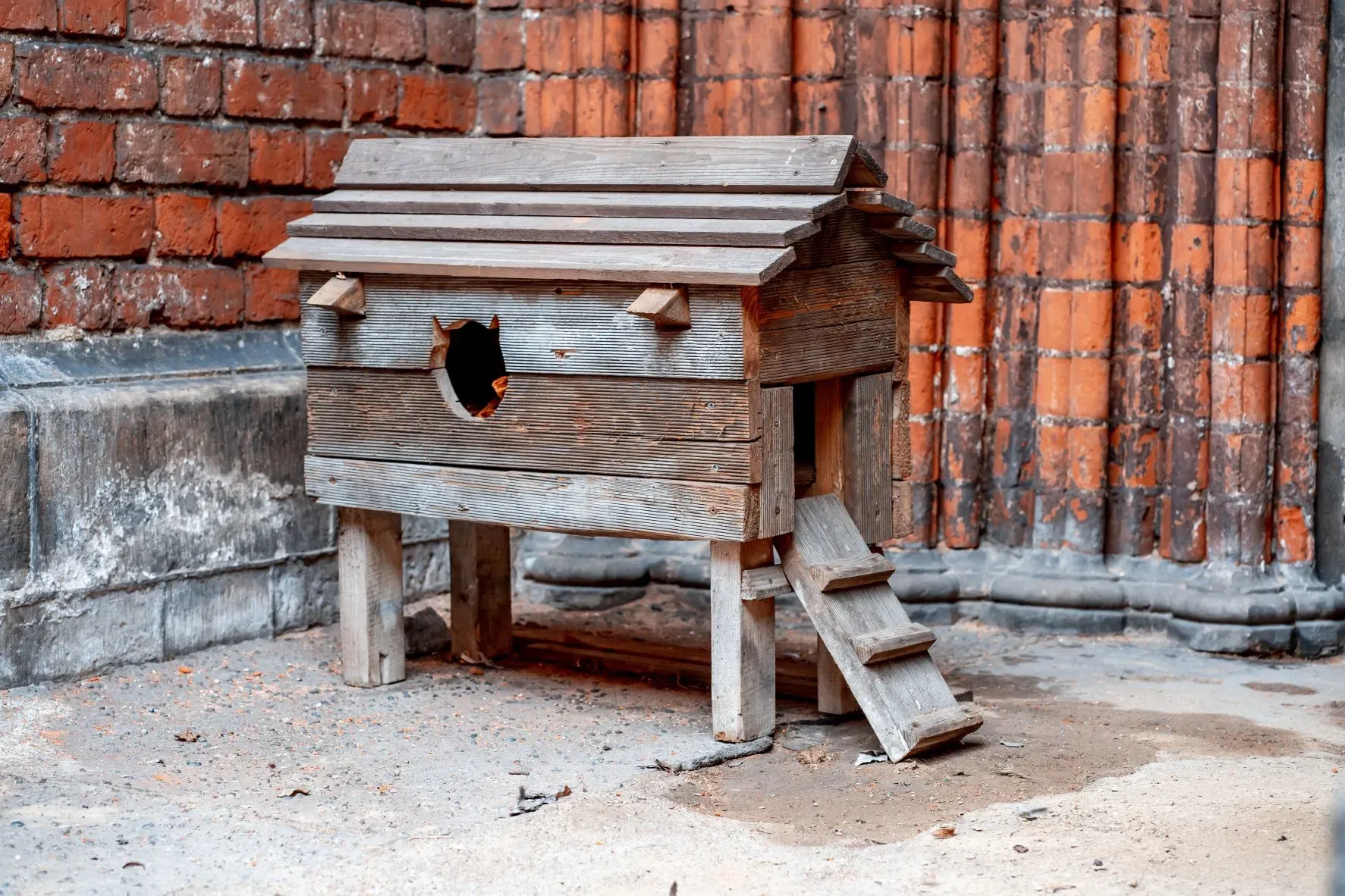 Katzenhütte mit wetterfestem Dach