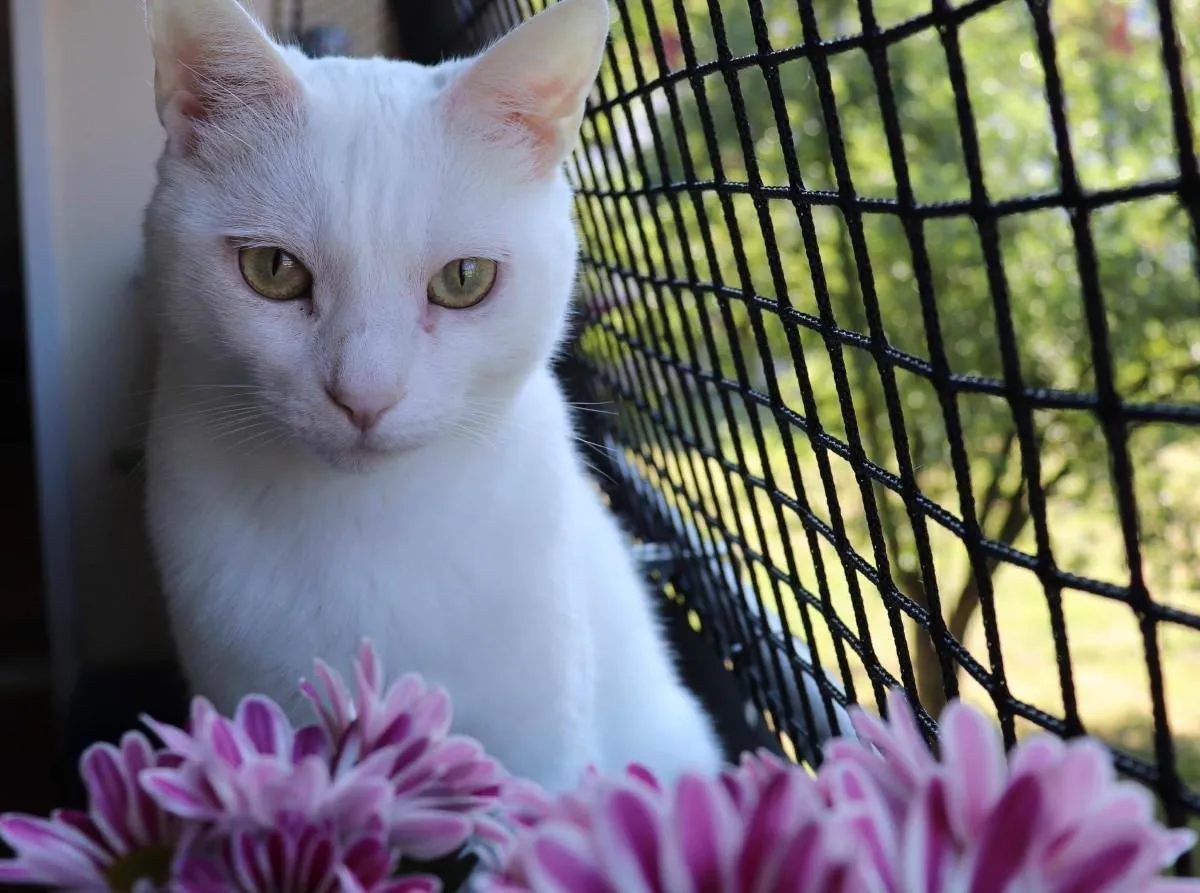 Katzenschutznetz am Balkon