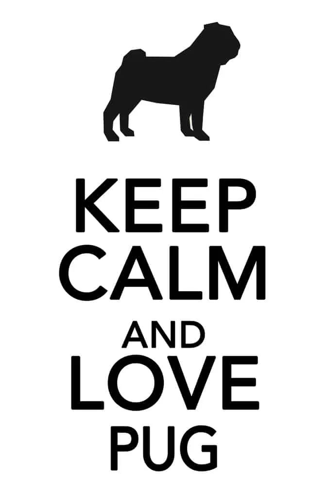 „Keep Calm And Love Pug“ Schriftzug auf einem Poster mit Mops Welpe