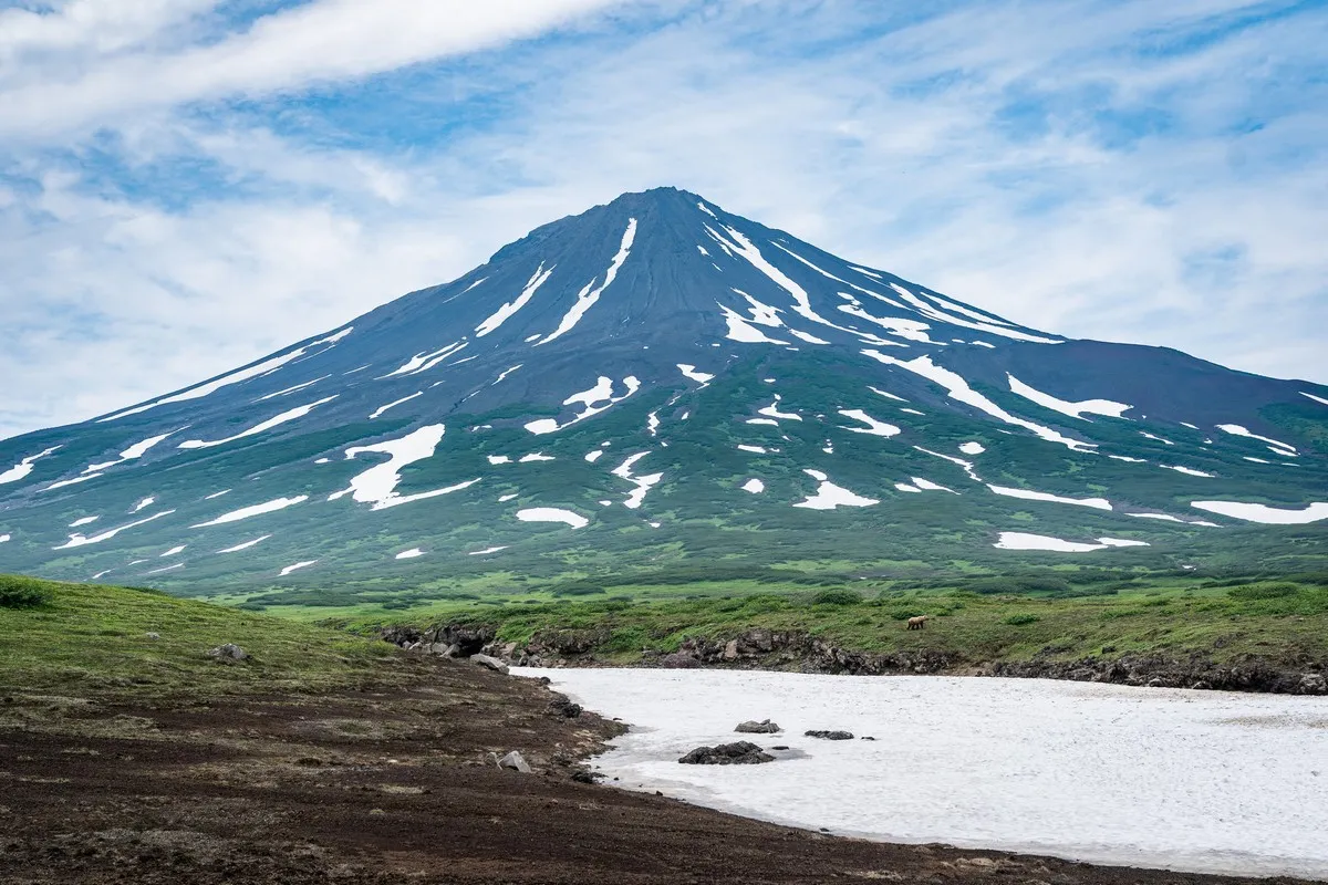 Kleiner Bär im Gras in der Nähe des Kambalny Vulkans, Kamtschatka