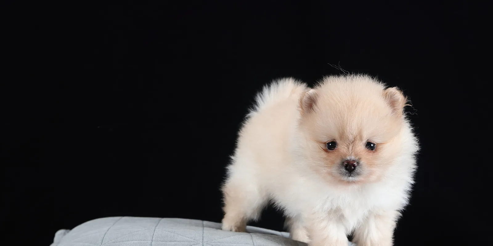Kleiner Teacup Hund, der die extremen Merkmale der Qualzucht zeigt, mit großen Augen und zarter Statur.