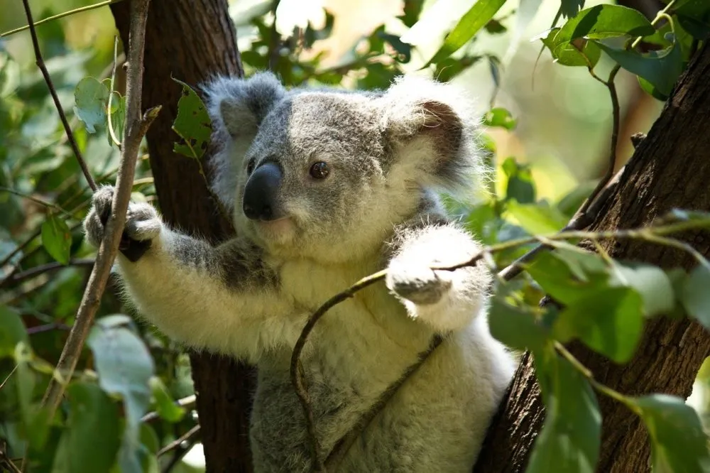 Koala kaufen ist nicht möglich, sie sollten in freier Wildbahn gehalten werden