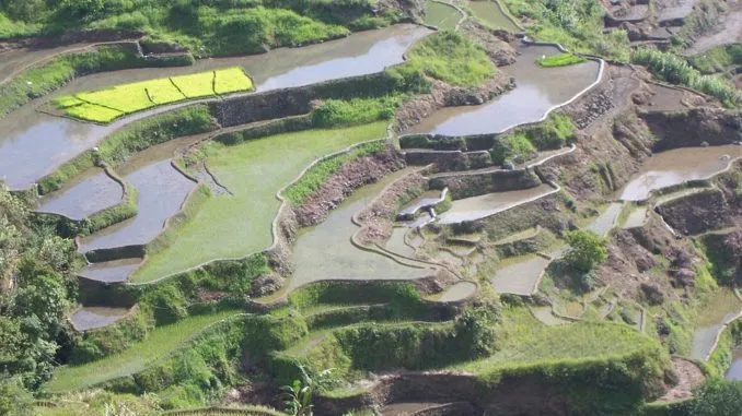 Koboldmaki auf den Philippinen in ihrem natürlichen Lebensraum