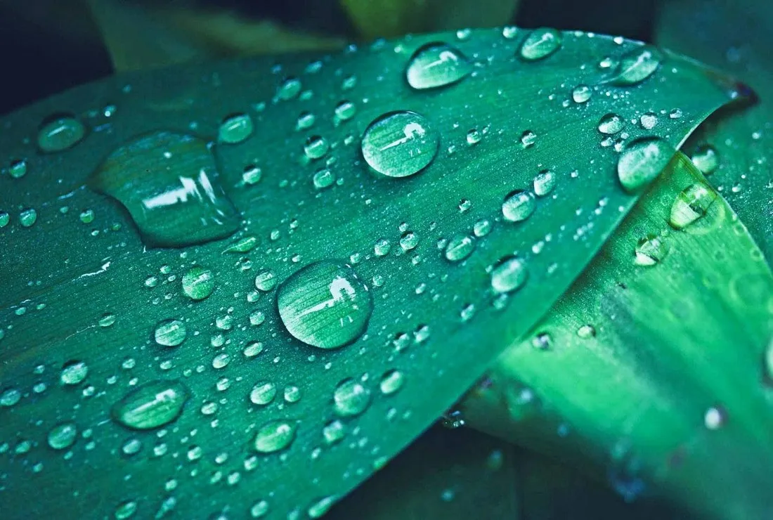 Kostenlose Sharpening Photoshop Action zur Schärfung unscharfer Bilder, ideal für Nahaufnahmen