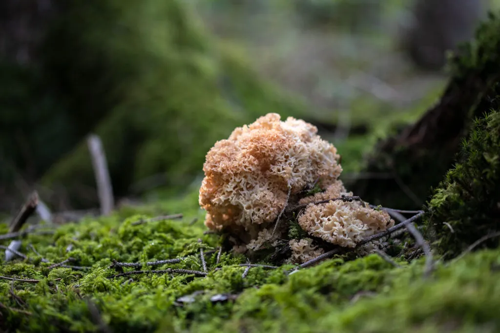 Krause Glucke im natürlichen Habitat am Fuße eines Nadelbaumes – der ideale Fundort für diesen besonderen Pilz.