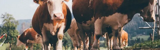 Kühe grasen friedlich auf einer saftigen Bergwiese, umgeben von grünen Hügeln und einer malerischen Landschaft.