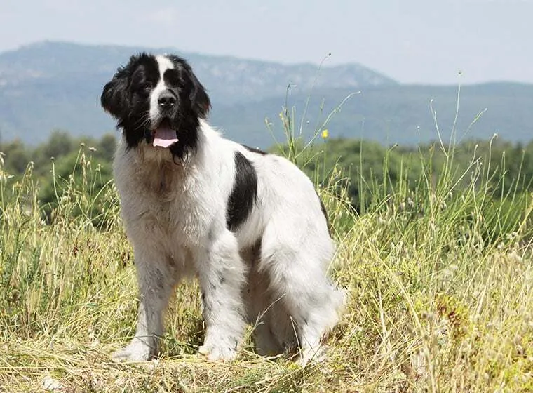 Landseer Hund in seiner majestätischen Erscheinung auf einer Wiese