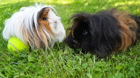 Langhaariges Meerschweinchen