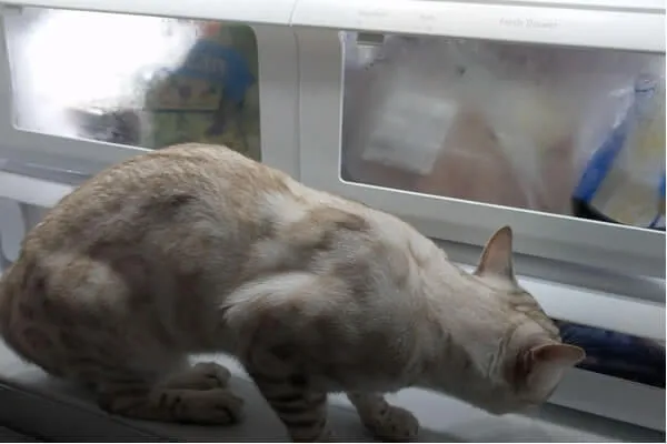 Luftdicht verschlossene Katzenfutterdose im Kühlschrank zur optimalen Lagerung