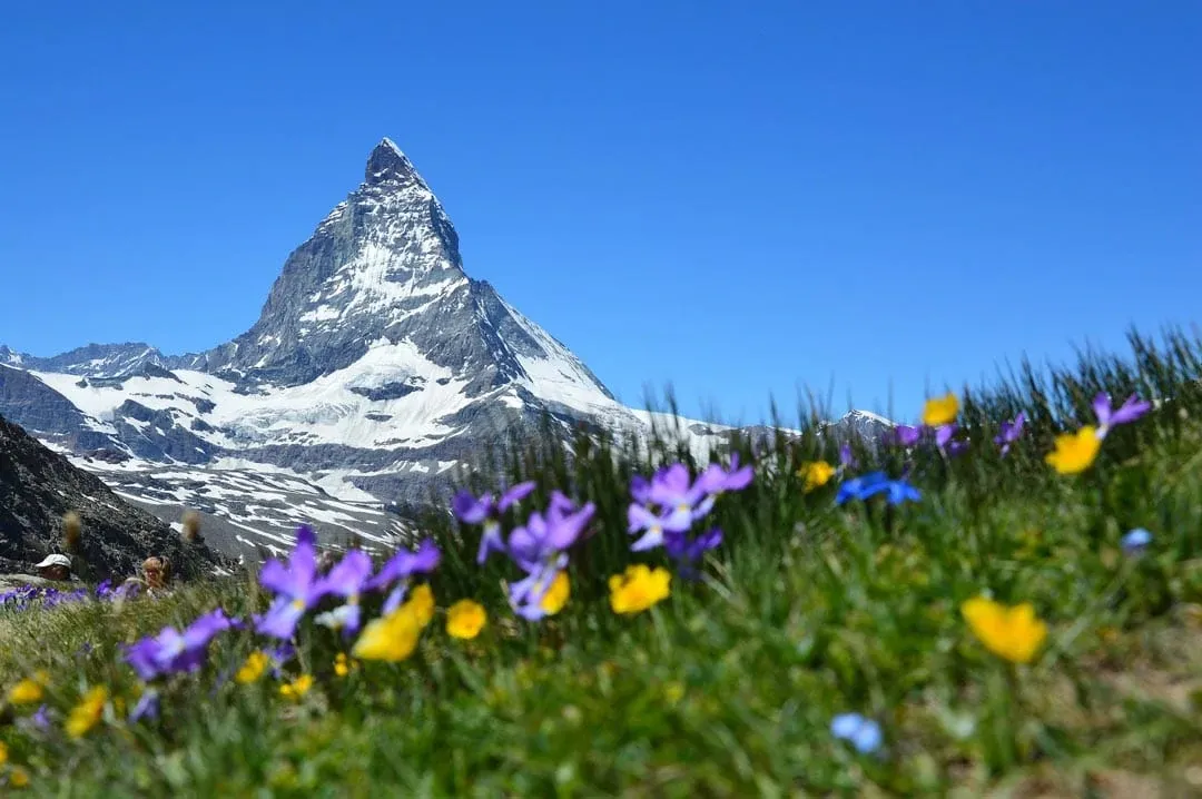 Majestätisches Matterhorn in den Schweizer Alpen, umgeben von grünen Wiesen