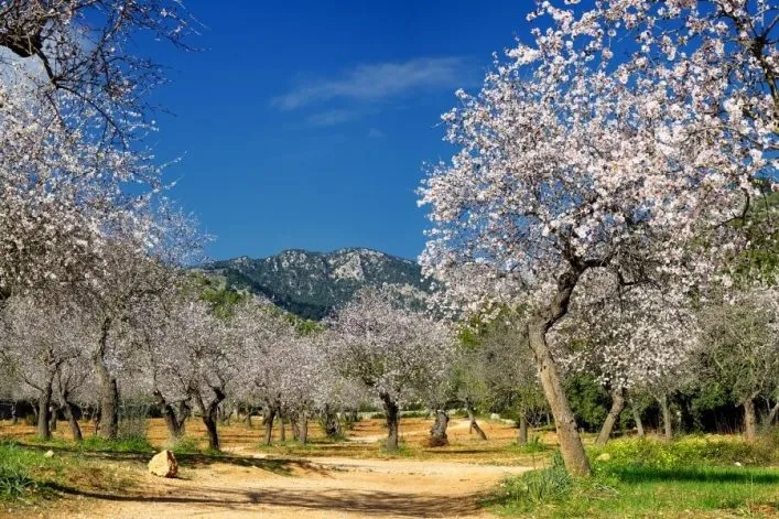 Mandelbäume auf Mallorca in voller Blüte, die Landschaft in zarten Rosa- und Weißtönen