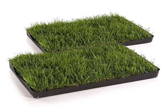 Miau Katzengras Vorteilspaket in stilvoller Verpackung