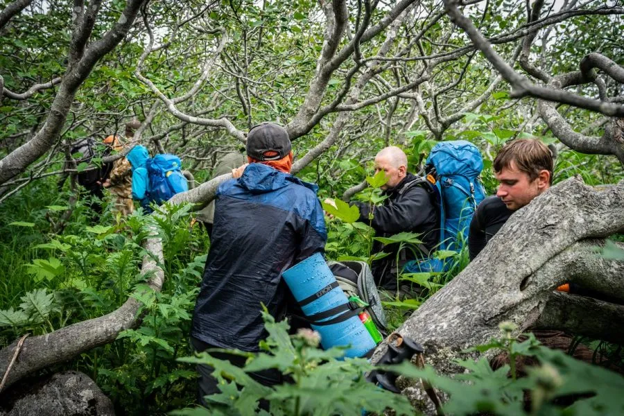 Mühsame Passage durch dichte Vegetation auf Kamtschatka