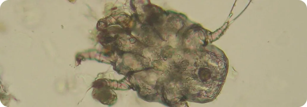 Nahaufnahme der Ohrmilbe Otodectes cynotis