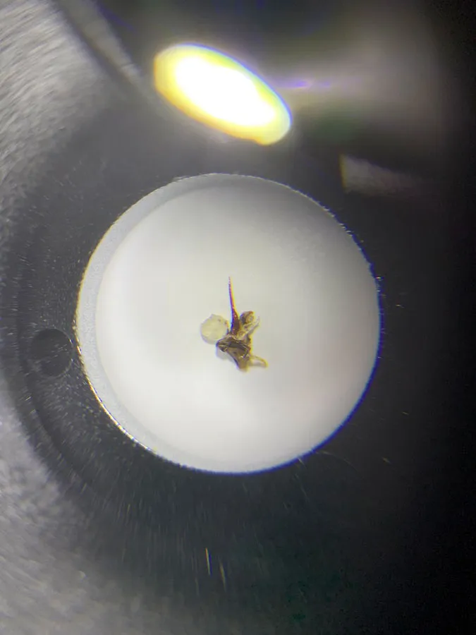 Nahaufnahme des Stachels einer Honigbiene mit deutlicher Giftblase links, die schnellstmöglich entfernt werden sollte