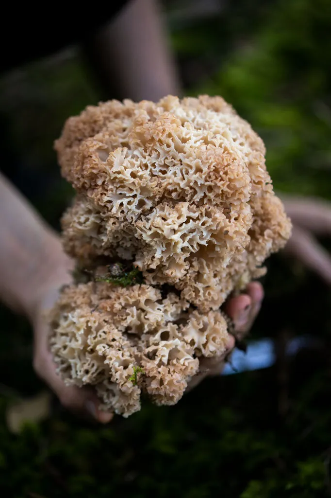 Nahaufnahme einer jungen Krausen Glucke im Wald, perfekt zum Sammeln und für unser Krause Glucke Rezept.