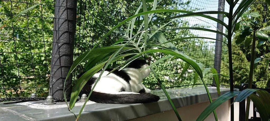 Nahaufnahme eines Katzennetzes