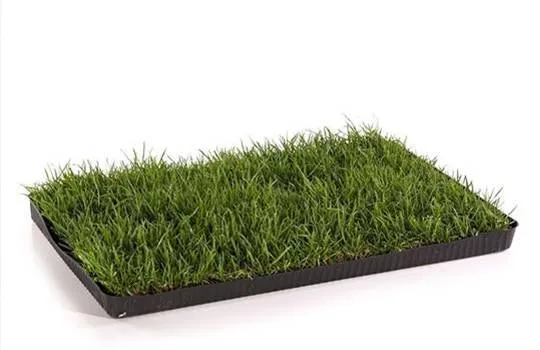 Nahaufnahme eines Topfes mit Miau Katzengras