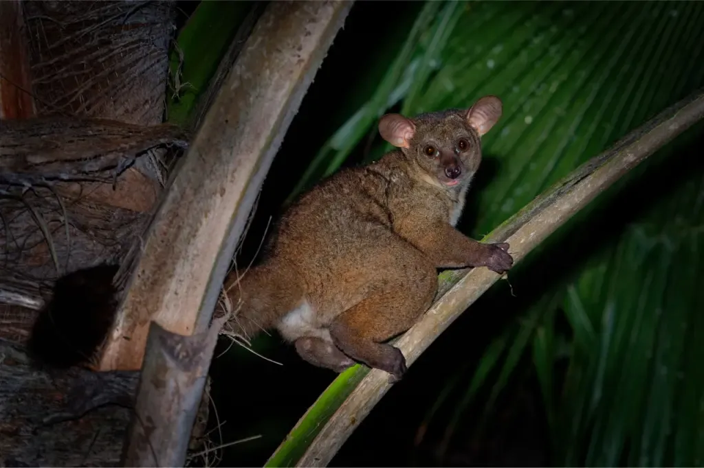 Nördlicher Großer Galago. Die meiste Zeit verstecken sich diese Tiere in Bäumen.