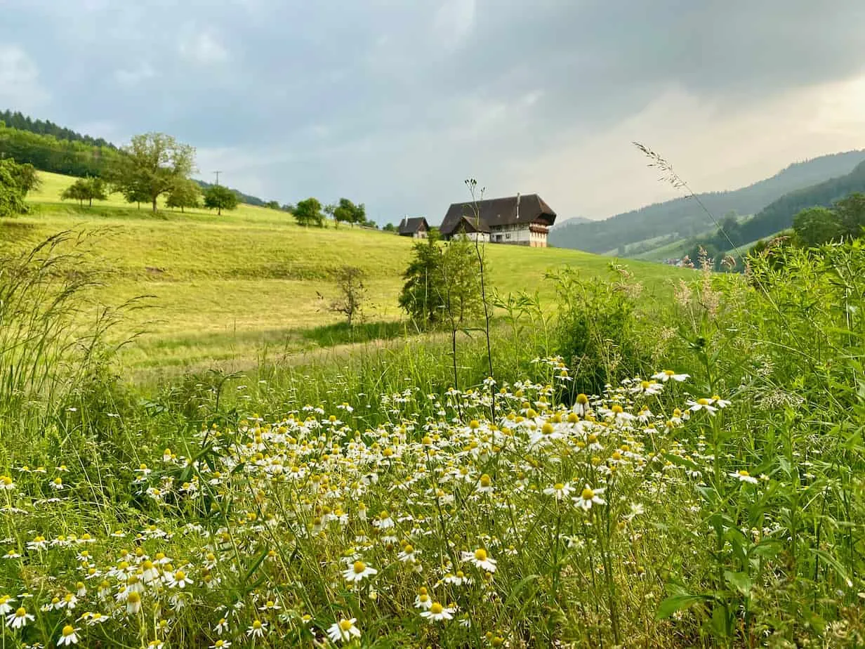 Panoramaaufnahme des Untertals im Schwarzwald mit grünen Hügeln und Wäldern