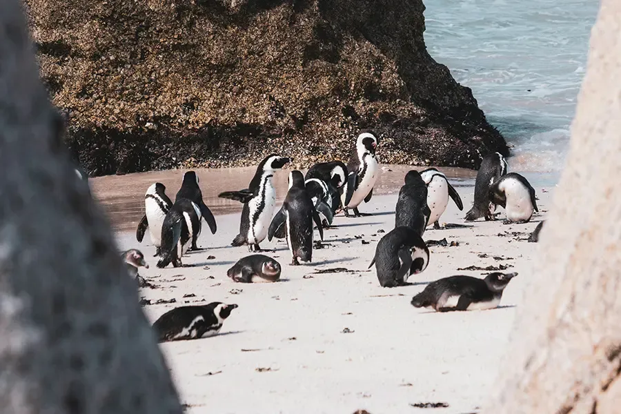 Pinguine am Boulders Beach, Kapstadt