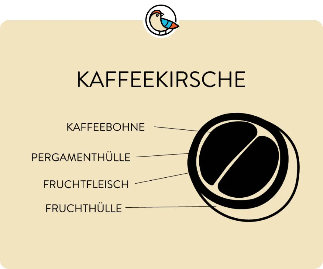 Querschnitt einer Kaffeekirsche, der die Kaffeebohnen im Inneren zeigt.