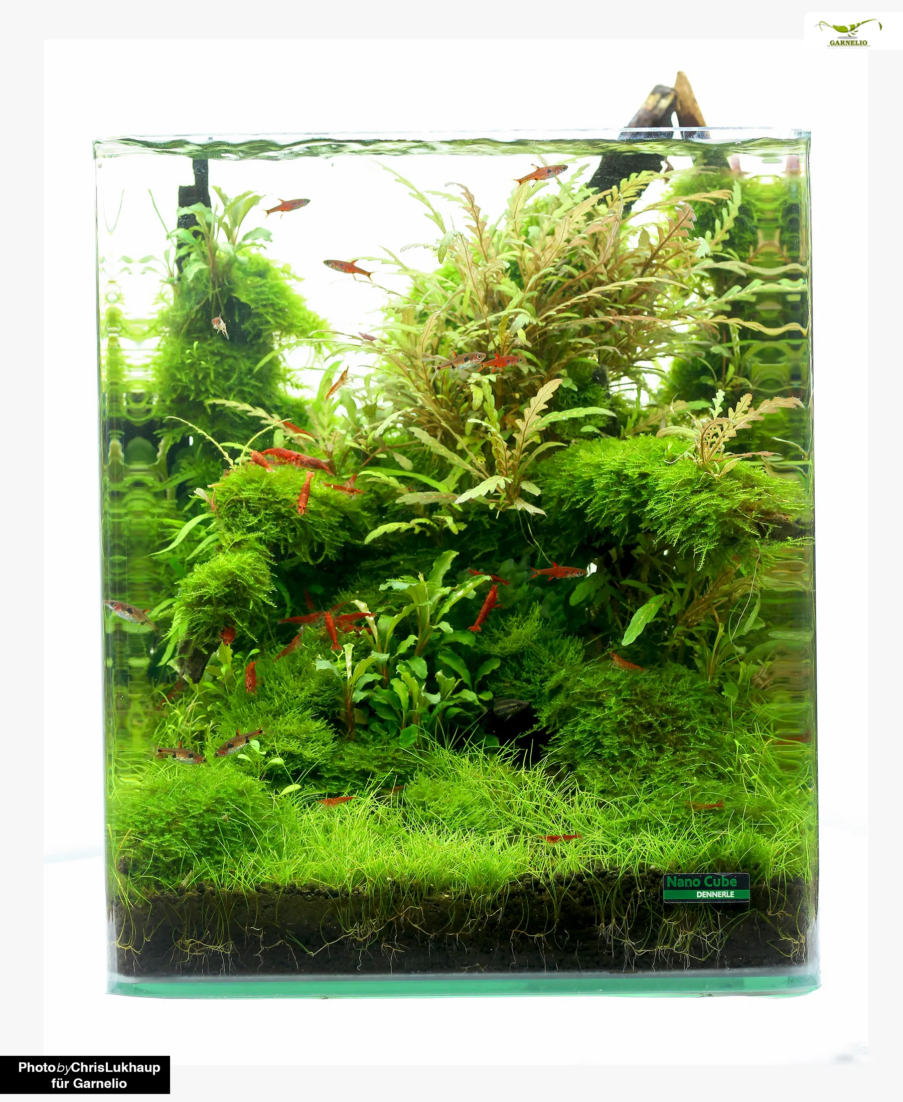 Red Sakura Garnele in einem Nano-Aquarium