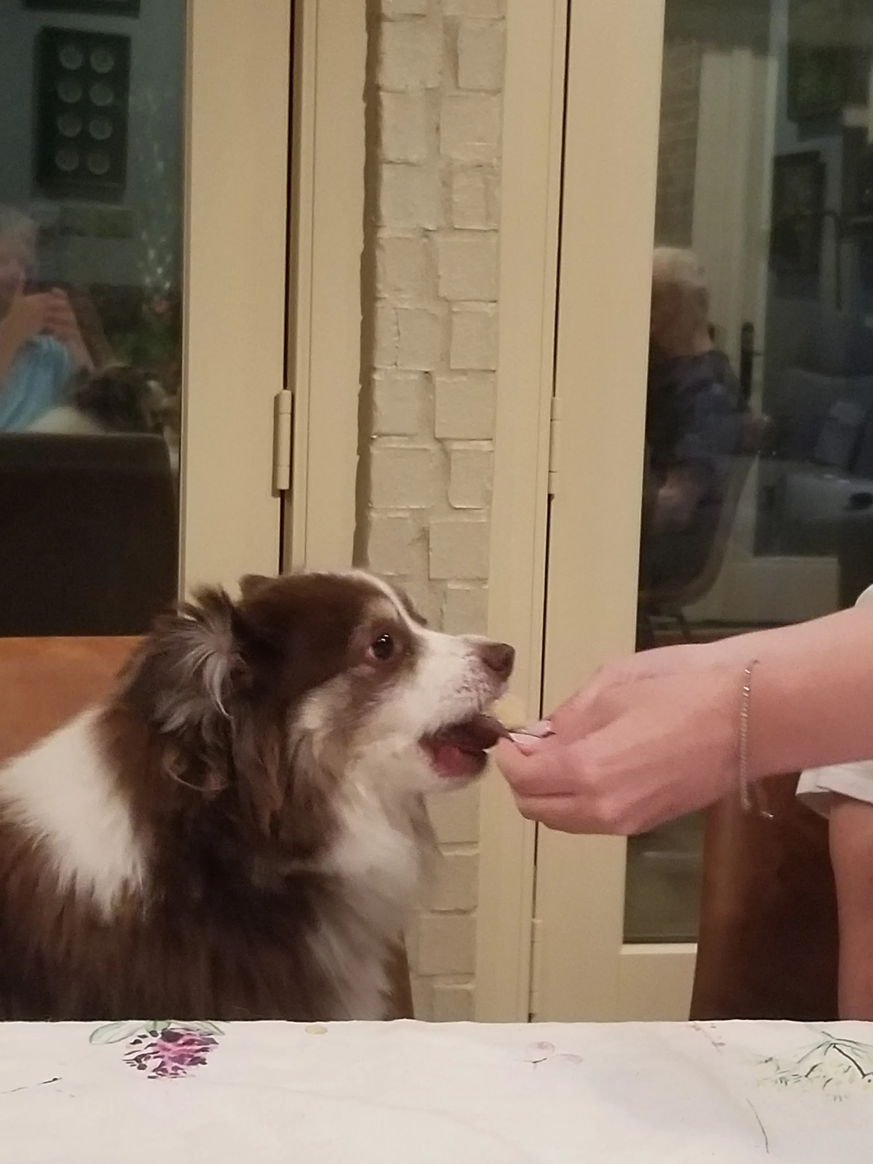 Rollo, unser Mini Australian Shepherd, bekommt ein Pupcake gereicht, während er mit den Pfoten auf dem Tisch steht.