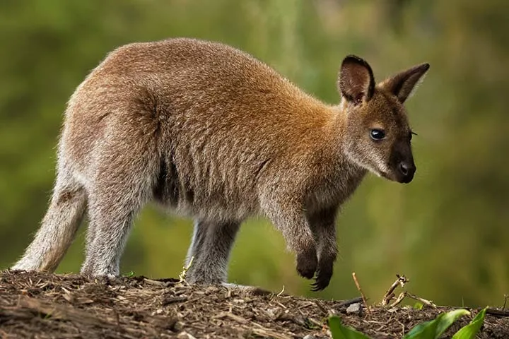 Rotnackenwallaby