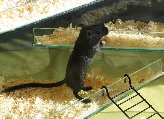 Schwarze Rennmaus im Sand