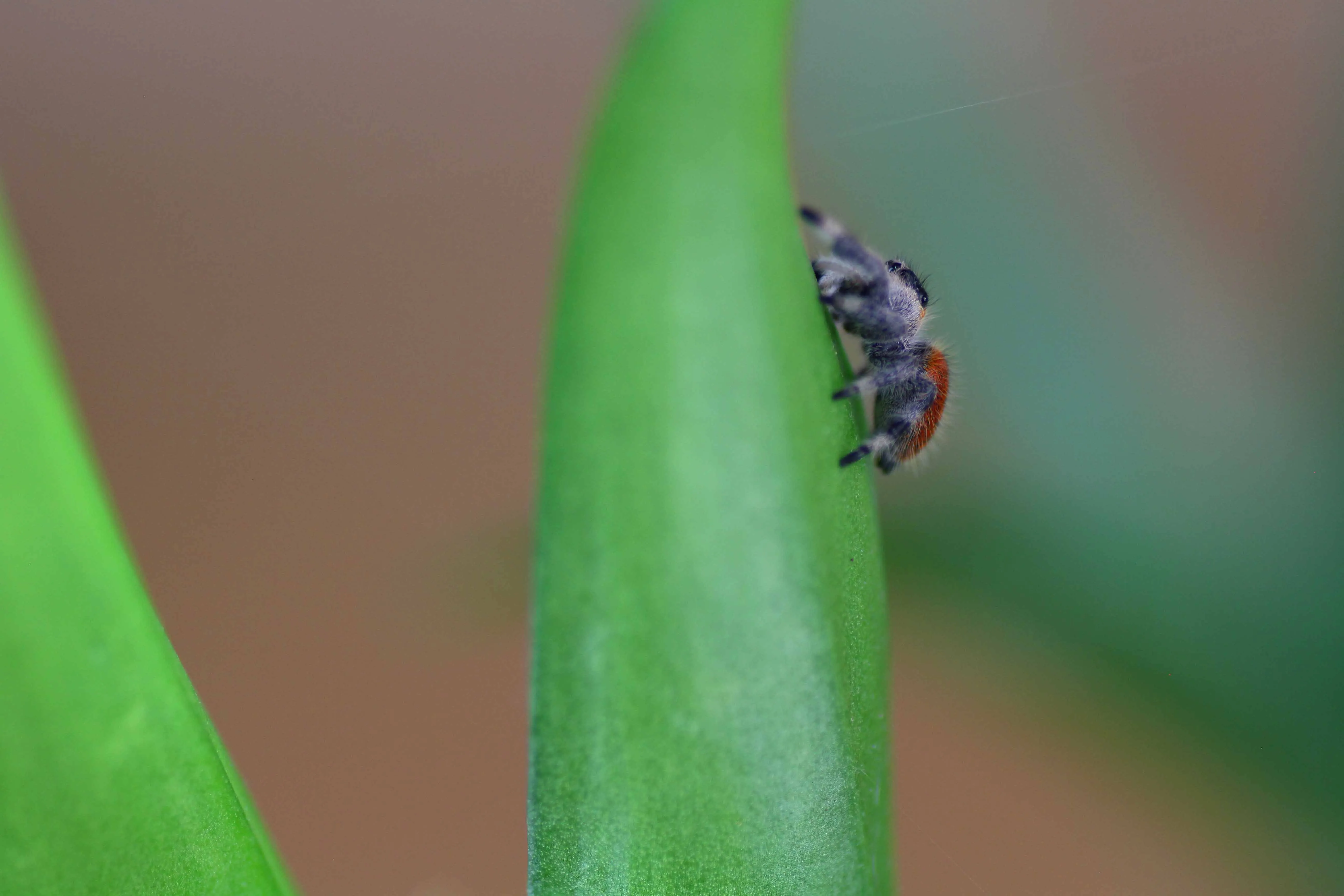 Springspinnen Haltung- Pflanzen