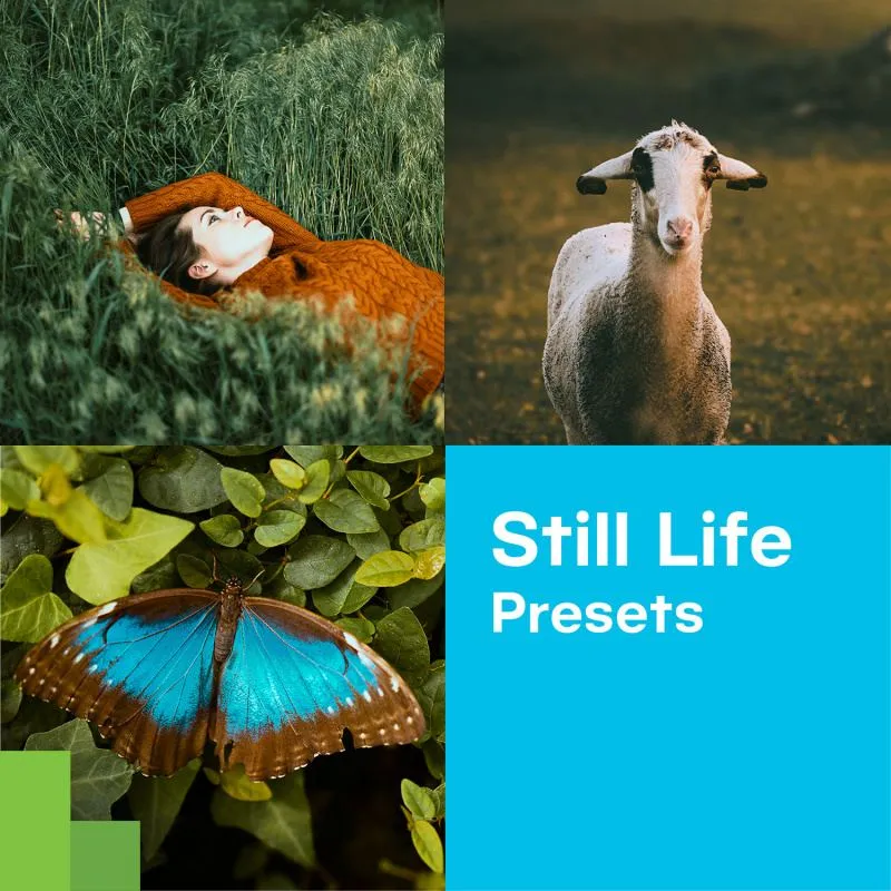 Stillleben-Fotografie mit Zoner Photo Studio Presets kostenlos optimieren