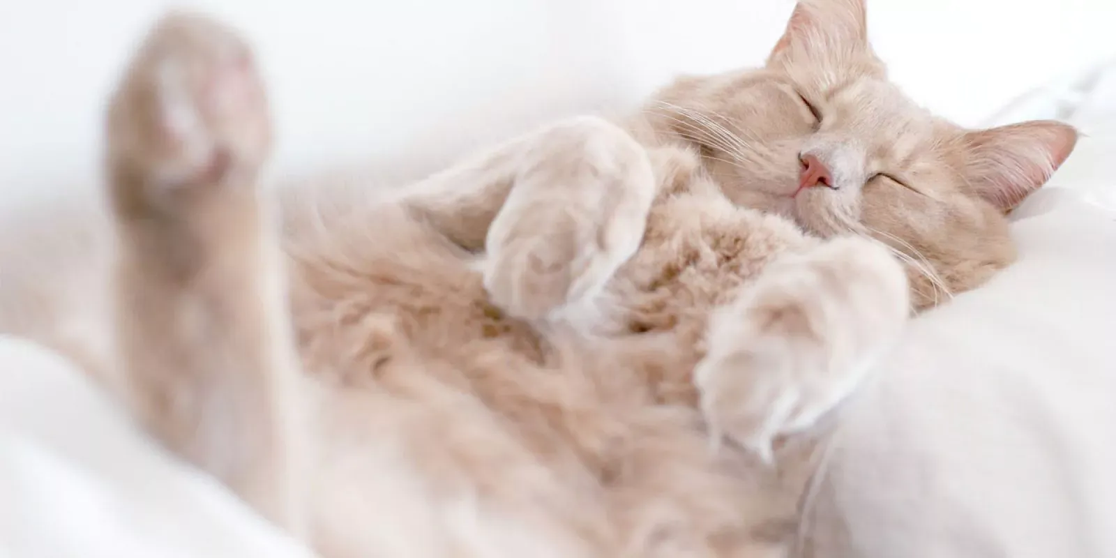 Stock.adobe.com/Stefano Garau