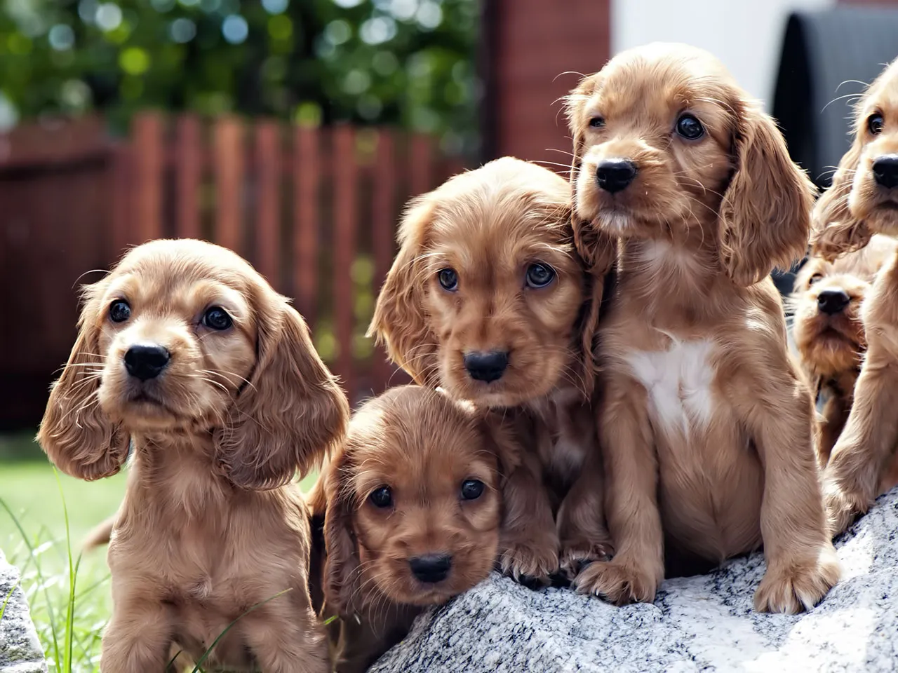 Süße Cocker Spaniel Hundewelpen spielen im Gras