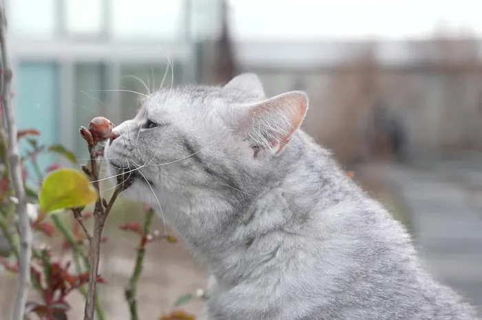 TT is a cat who getting care from Greycoat Research for her stage 2 kidney disease.