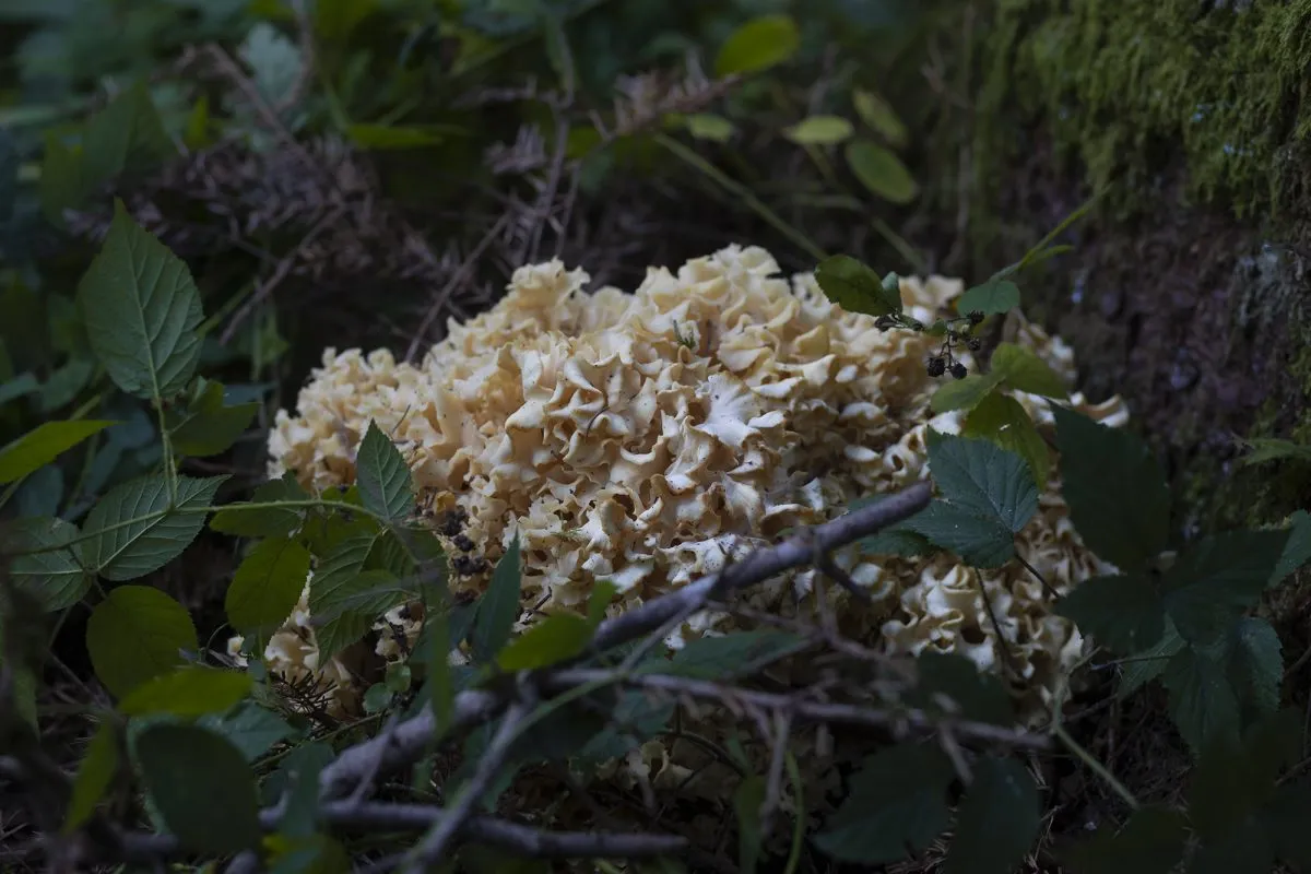 Typisches Aussehen der Krausen Glucke, die an Hirn oder Pasta erinnert – ein einzigartiger Speisepilz.