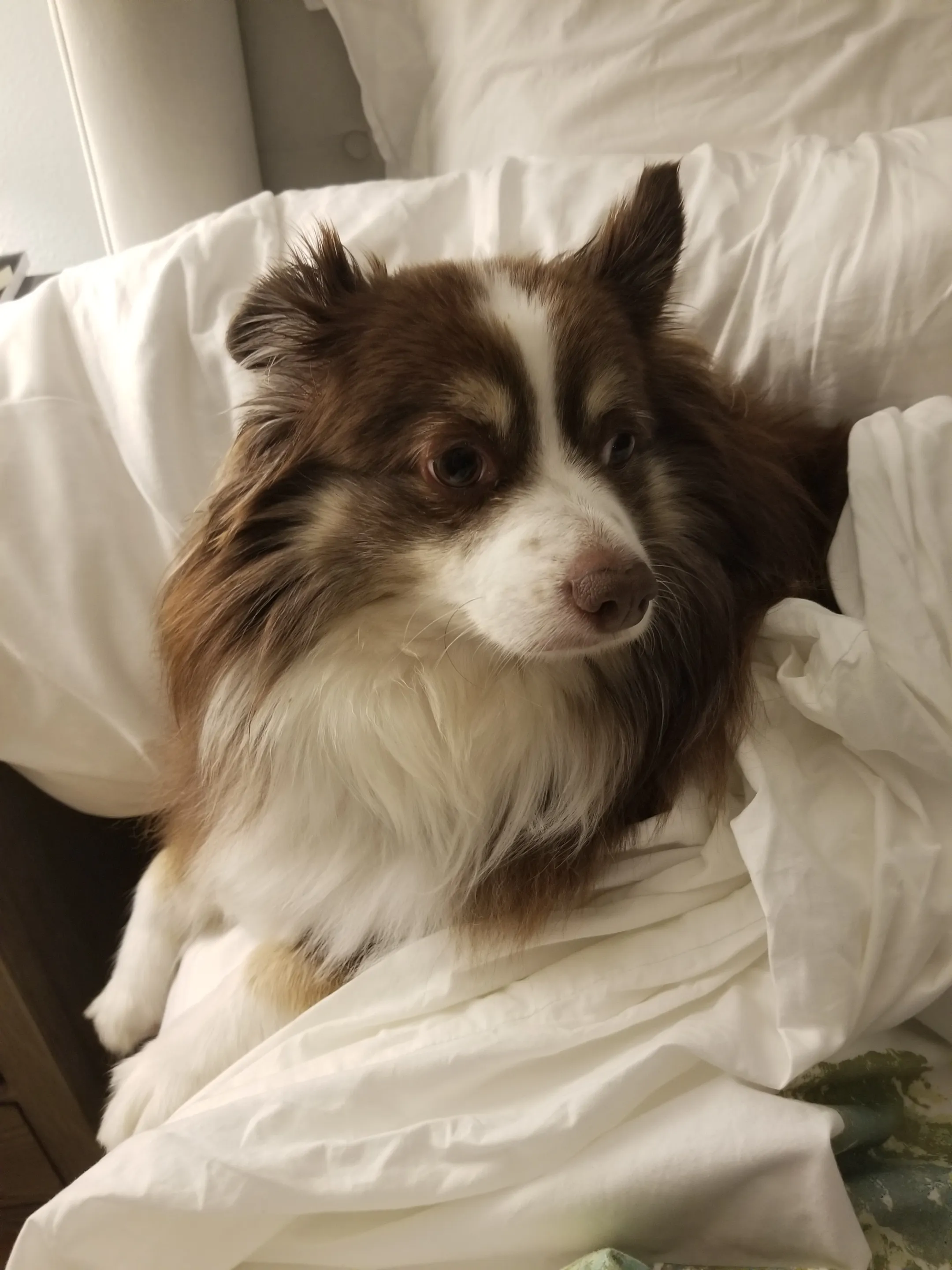 Unser Mini Australian Shepherd liegt entspannt zwischen den Decken auf unserem Bett und schläft.