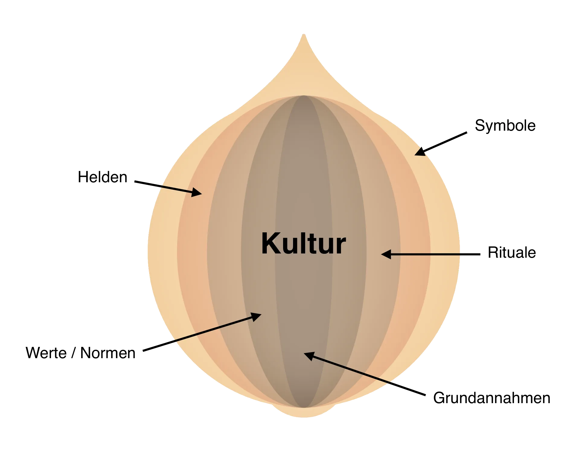 Vereinfachte Darstellung einer Zwiebel, die das Konzept der Kulturzwiebel symbolisiert, von außen nach innen geschichtet.