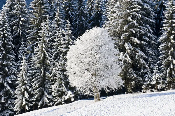 Verschneite Tannenbäume in einer idyllischen Winterlandschaft, die Ruhe und Schönheit der Natur widerspiegeln.