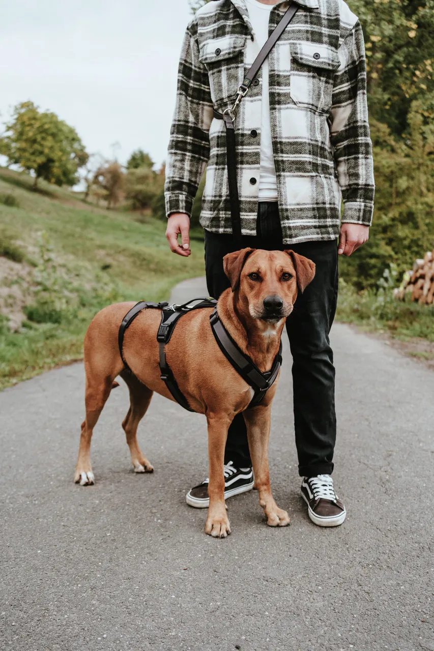 Verstellbares Hunter Sicherheitsgeschirr für kleine Hunde, ideal für Spaziergänge