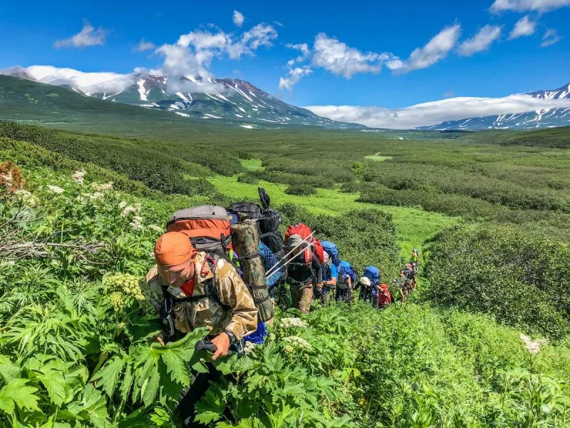 Wanderer durchqueren hüfthohe Vegetation in der Wildnis Kamtschatkas