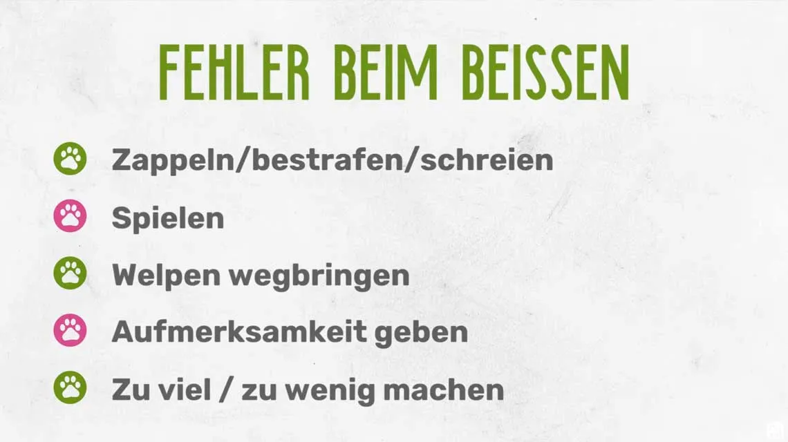 Welpe beißt - 5 Fehler