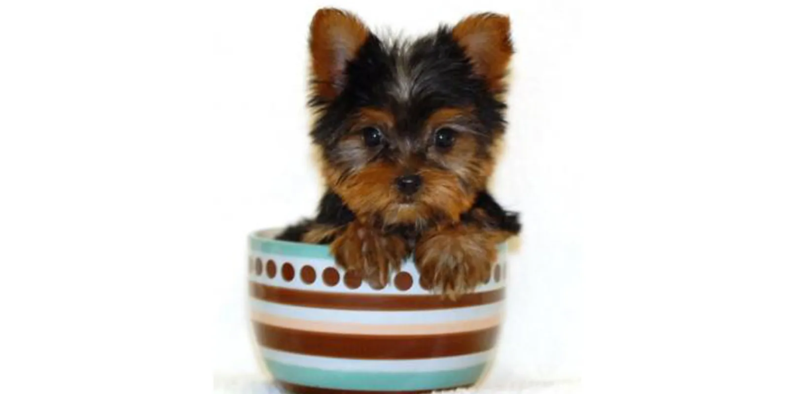 Yorkshire Terrier Teacup Hund in einer Tasse, Symbol für Qualzucht und übertriebene Miniaturisierung.