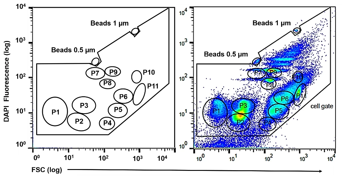 Zell-Gate und Gate-Vorlage der mCMC-Platte